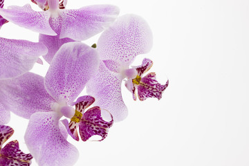 micro world of the pink orchid