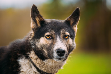 Portrait Of Medium Size Mixed Breed Dog