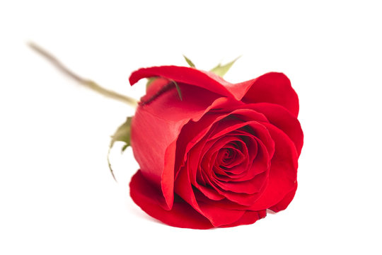 a red rose image