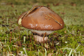 Suillus luteus fungus, commonly referred to as slippery jack or sticky bun in English speaking countries