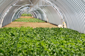 Agriculture production