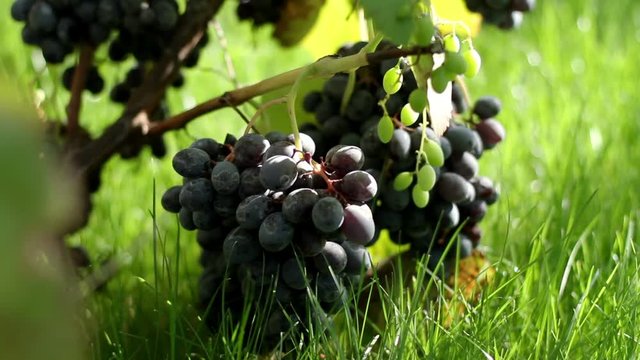 View of the inner garden. The vineyard. A bunch of black grapes.