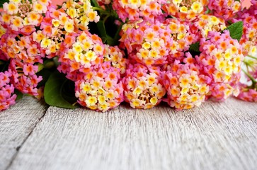 pink floral on white wood background with empty space for text