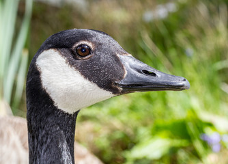 Close up profile head shot of a Canada Goose against a nature grass background