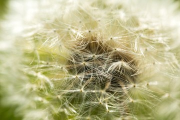 Dandelion seeds in close up