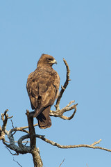Brown snake eagle (Circaetus cinereus), Kruger Park, South africa