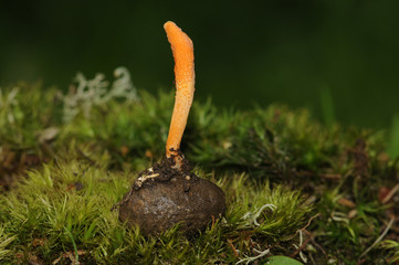 Cordyceps militaris fungus (parasitic) on the butterfly cocoon 