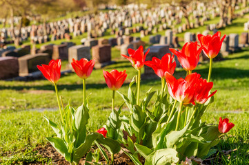 Headstones in Montreal Cemetary at sunset, with red tulips