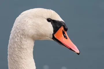 Mute swan portrait (Cygnus olor), Italy
