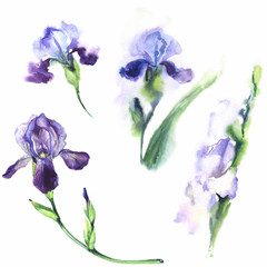 Watercolor illustration of irises