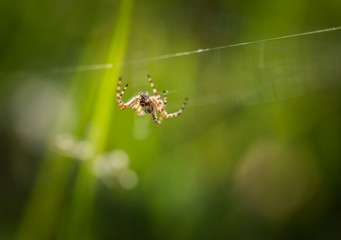 Spider sitting on his web