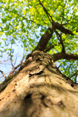 Tree / trunk texture with very shallow depth of field