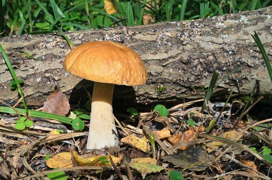 wild mushroom in the forest