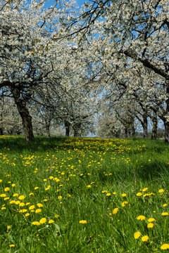 Kirschbl&uuml;te