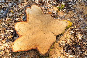 texture of tree stump
