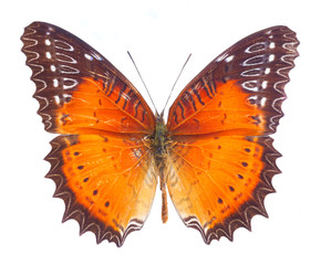 Red Lacewing butterfly