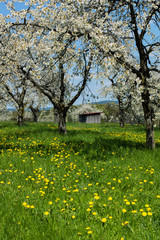 Fototapeta premium Kirschblüte