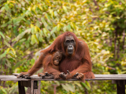 Baby orangutan sitting next to her mother on a wooden platform on a background of yellow leaves (Tanjung Puting National Park, Borneo / Kalimantan, Indonesia)