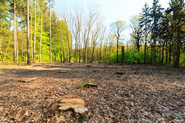 Cut pine trees on the side of a mountain, natural disaster. Forest disaster.
