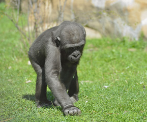 Young western lowland gorilla (Gorilla gorilla gorilla)