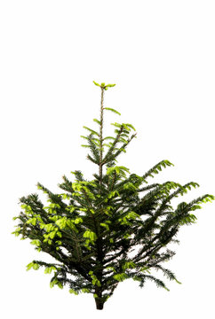 spruce isolated