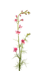 Obraz na płótnie Canvas meadow of pink flowers