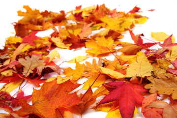 autumn leaves background