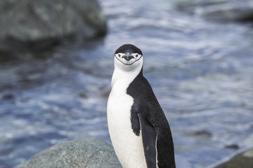 Naklejka premium chinstrap penguin in antarctica