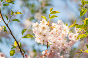 Blossom Tree over Nature Background, Spring Flowers, Spring Background, Summertime