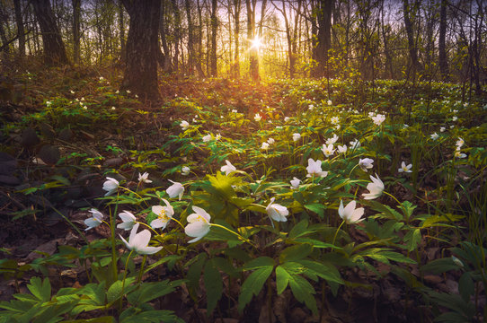 Fototapeta Adonis valley