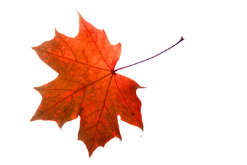 Obraz premium autumn leaf isolated