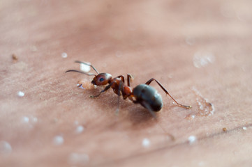 Ant's drink