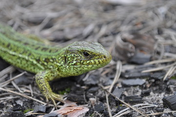 Lizard