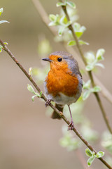 cute European robin on a willow branch with a natural background taking in vertical
