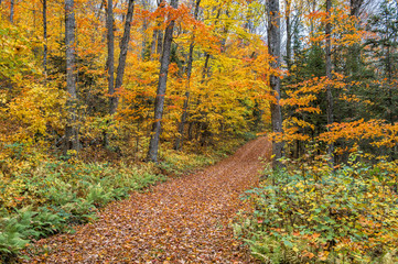 collection of beautiful colorful autumn leaves  green yellow ora