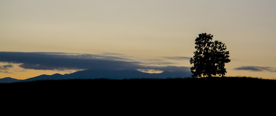 Fototapeta na wymiar Mist in the mountain high with the silhouette tree