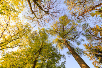 Tall trees viewed from bottom