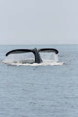 Humpback Whale fluking in the Gulf of St. Lawrence off the coast of Percé.