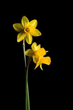 Daffodils on black background