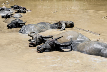 buffalo soak take bath in canal 