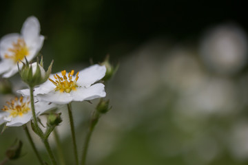 Bl&uuml;hende Walderdbeere