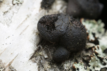 Fruiting body of wood-decaying fungus, Daldinia loculata growing on birch wood