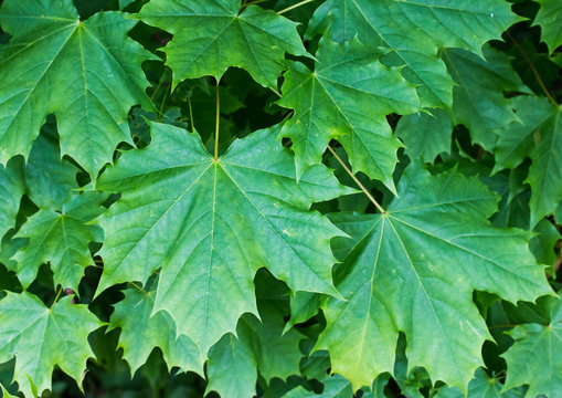 Ahornb&auml;tter (Acer), Hintergrundgrafik