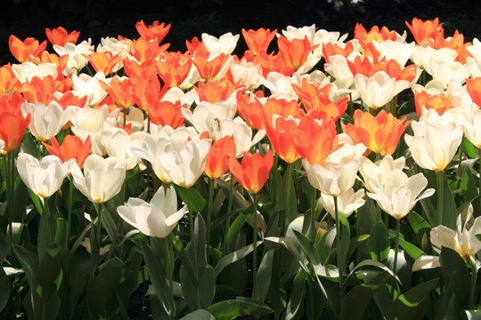 fioritura primaverile di tulipani