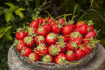 Glass bowl of fresh picked organic strawberries on tree log