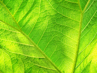 Blatt mit Lichteffekt