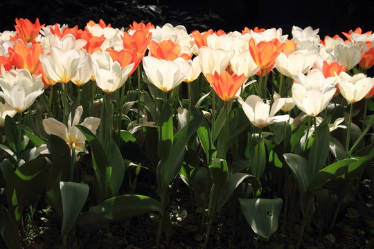 fioritura di tulipani