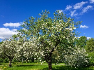 Blooming branch of apple tree