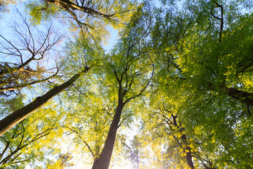 Obraz premium Tall trees viewed from bottom