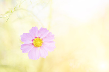 Pink cosmos flowers in the garden, Soft focus concept
